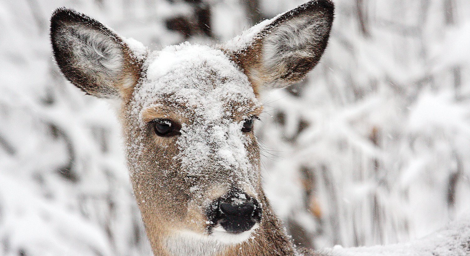 Winter may end “tougher than average” for whitetails - The Timberjay